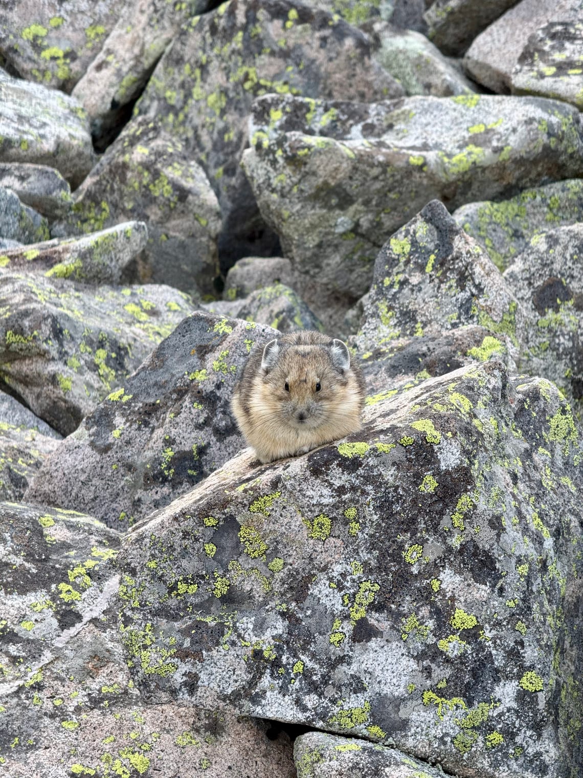 #nature #pika